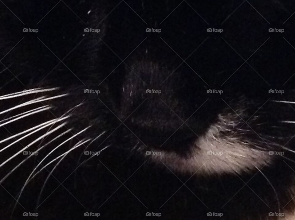 An up close shot of my pet cat's nose and whiskers.