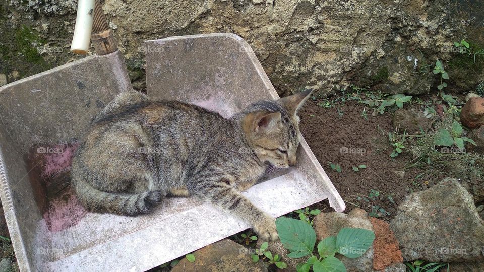 Cute kitten in the garbage shovel