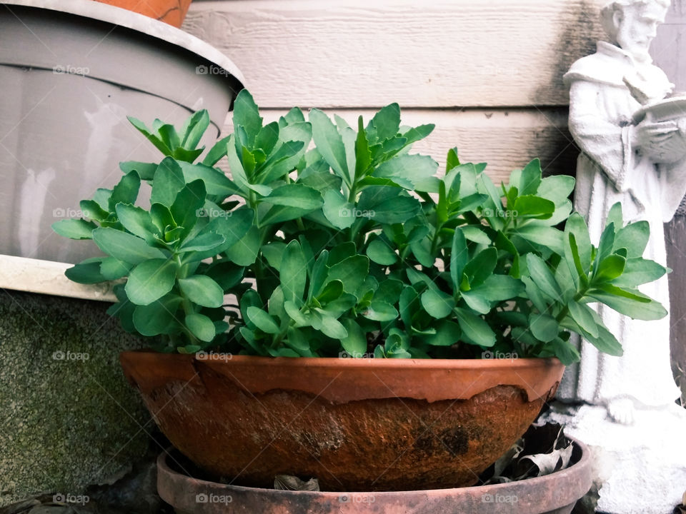 Outside Plant in Pot