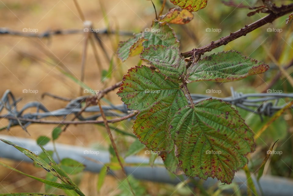 blackberry leaves on barb wire
