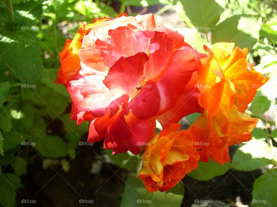 Multi colored rose in june