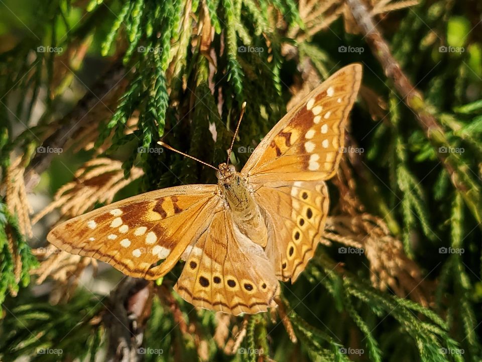 Tawny Emperor butterfly (scientific name:  Asterocampa clyton )  flying in front of a Hollywood juniper tree with its wings fully open.