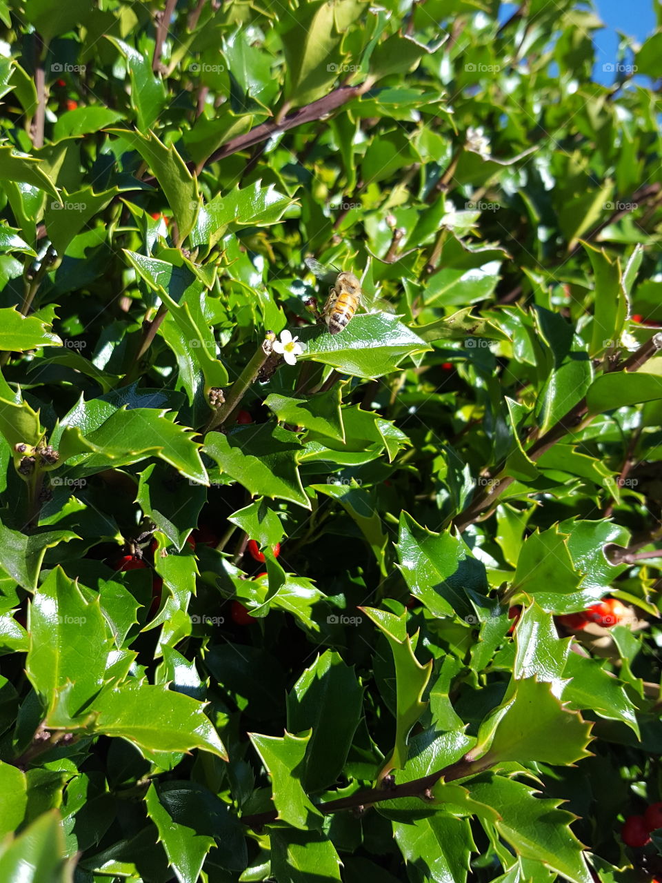 bee on green leaf