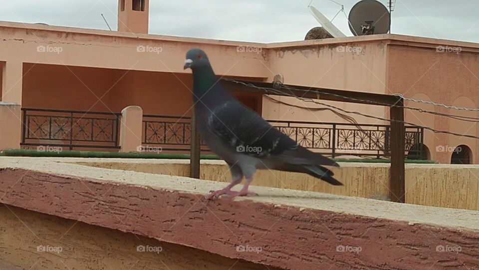 A beautiful pigeon looking at my camera.