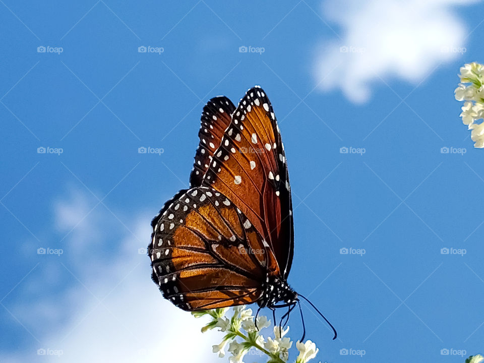 The auburn colored queen butterfly up high beautifully contrasted by the bright blue sky.