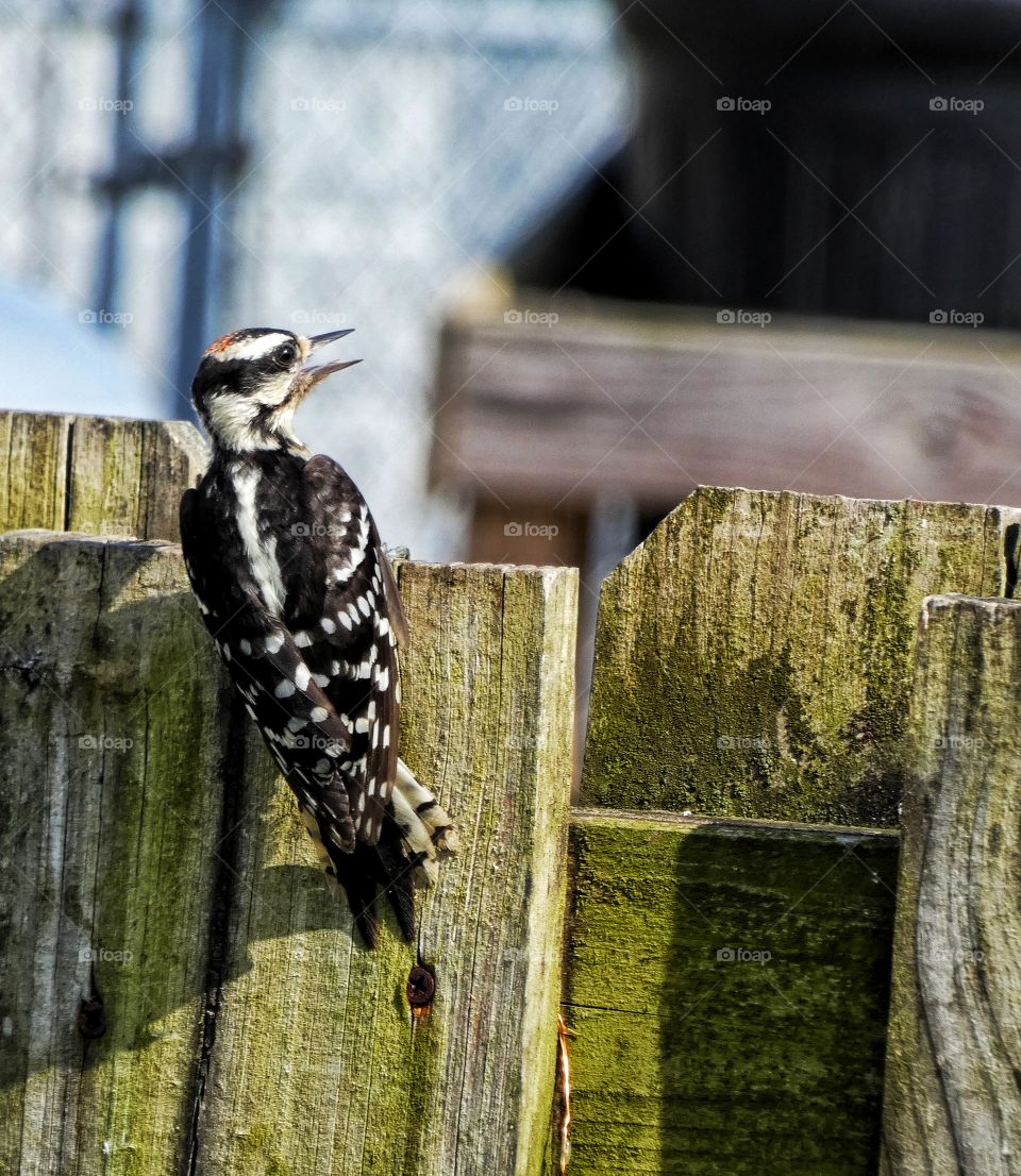 woodpecker visit