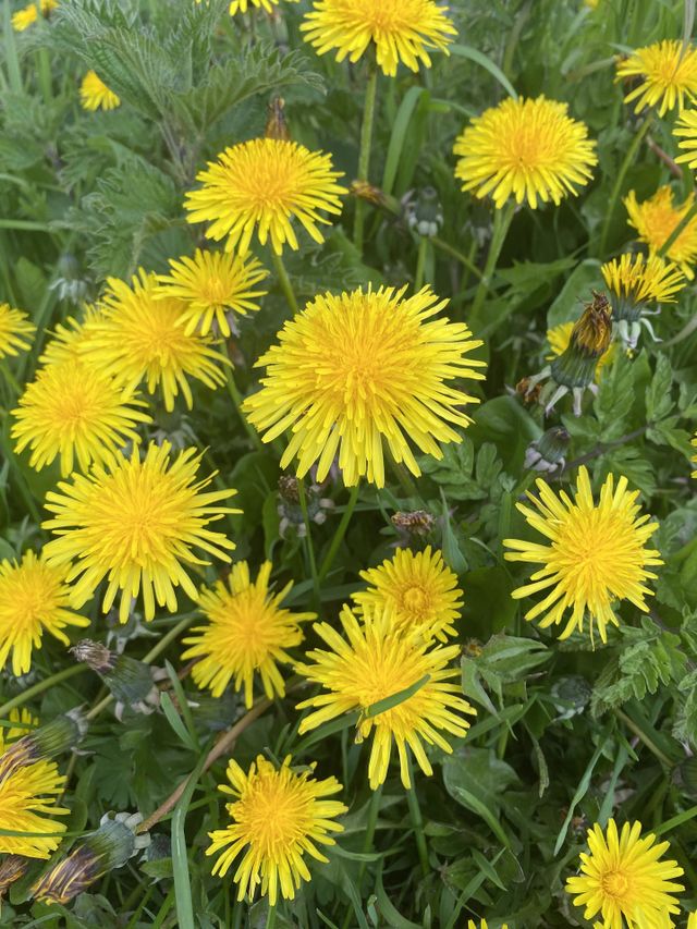 Flowers