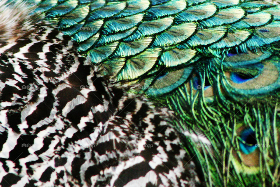 Feather patterns 