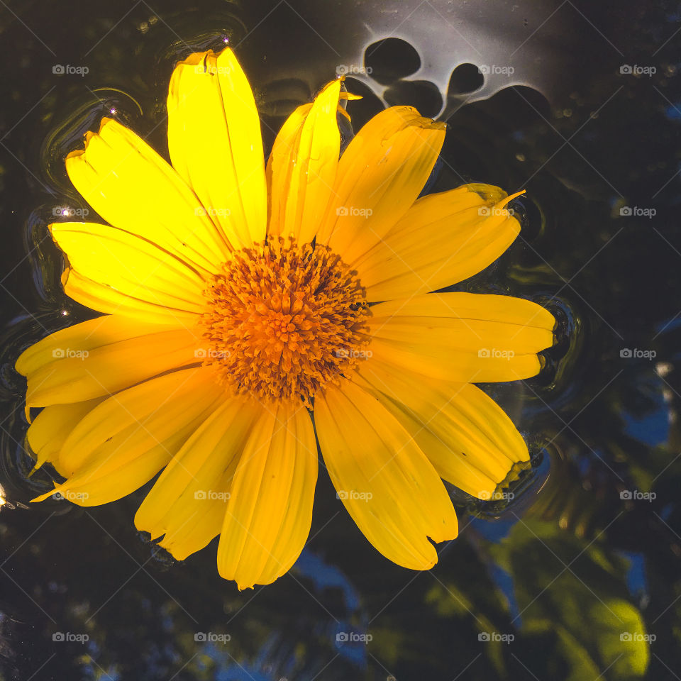 amazing the beauty of the sunflower!