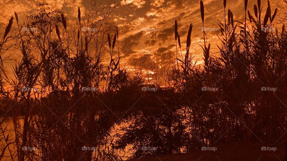 Wow a-lot going on in this pic. Beautiful Clouds parting in the Sky as Backlit Appearance. Beautiful Cat Tails blending in backlit Clouds. 