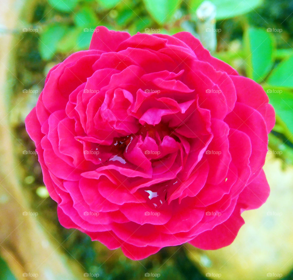 Rain water in a rose