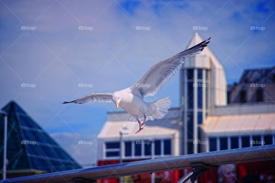 Perfect landing - Blackpool.