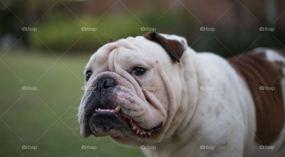 English bulldog show face