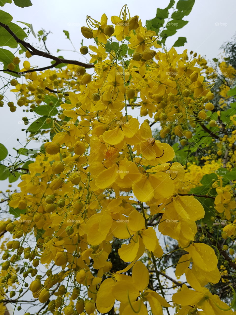 Cassia fistula, known as the golden rain tree, canafistula and by other names, is a flowering plant in the family Fabaceae. It is the national tree of Thailand, and its flower is Thailand's national flower.