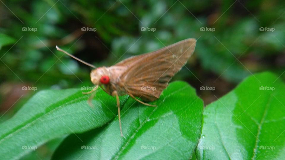 A beautiful butterfly with red eyes perched on a leaf