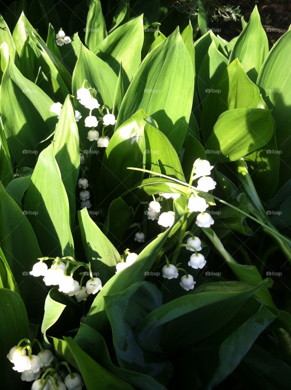 Lily of the valley flowers . Fragrant flowers of Spring 