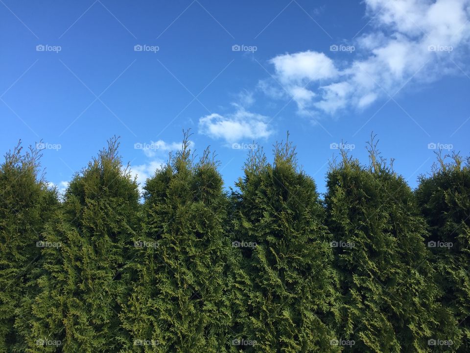 Sky and trees