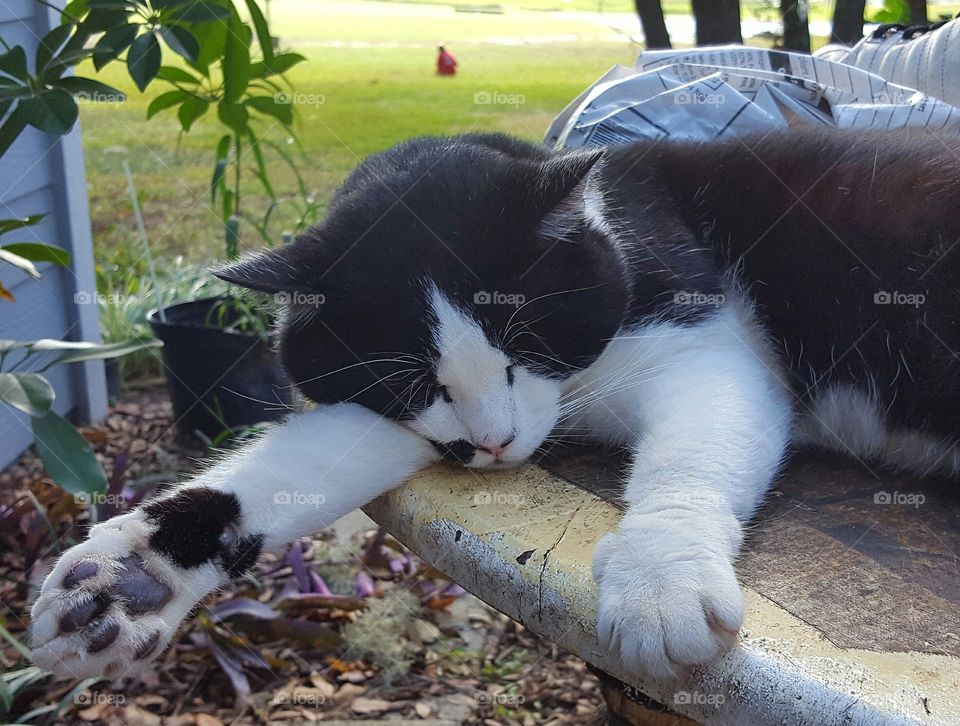 "Booger " asleep on patio