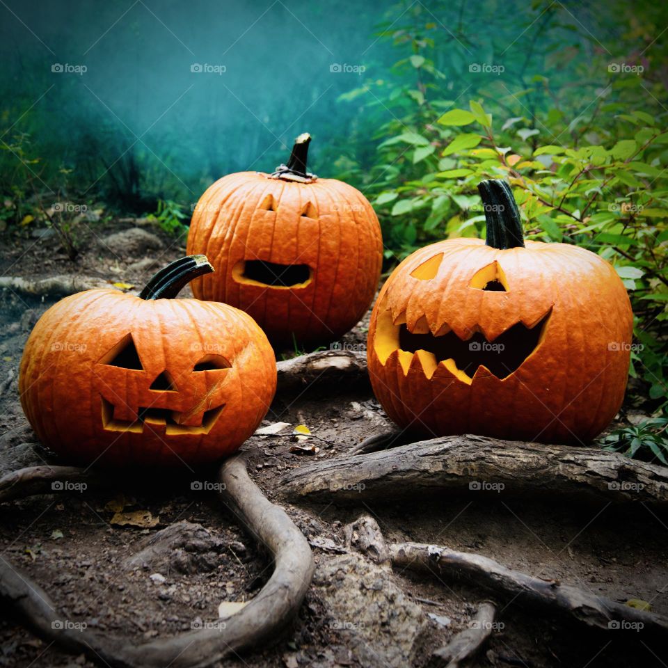 Tree Roots in woods with carved pumpkins 