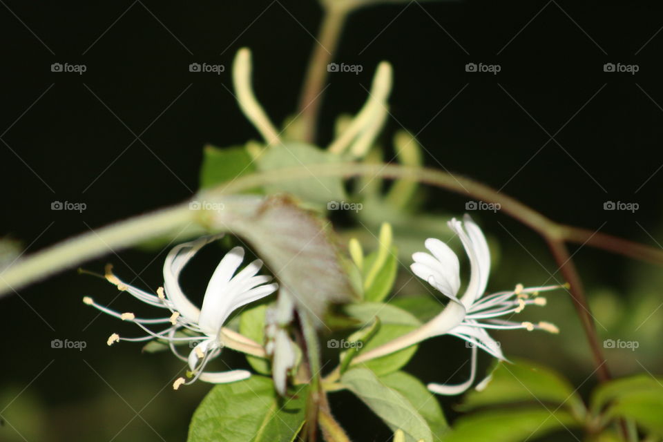 Gorgeous white flowering Japanese honeysuckle vine (lonicera  japonica) 