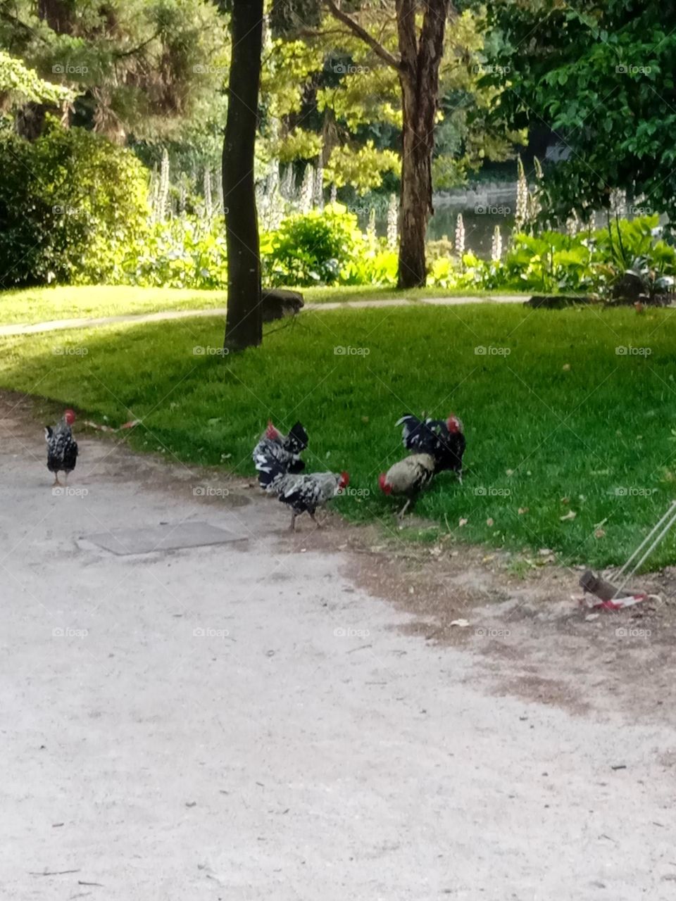 from roosters in the "Palacio de Cristal" park in Porto