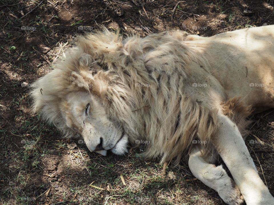 Sleeping lion 