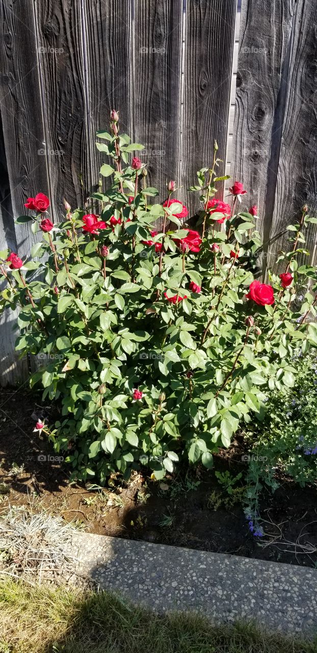Spring Roses
