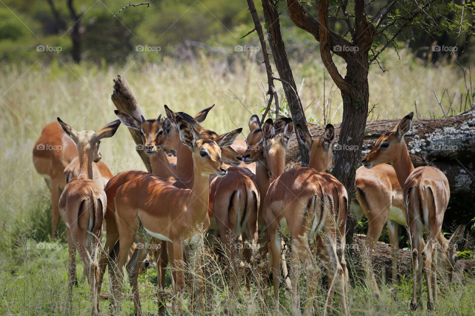 Beautiful Impala, fawn-coloured antelope on safari in South Africa