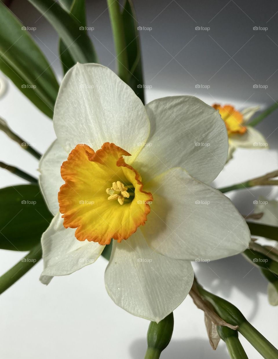 narcissus- spring flower 