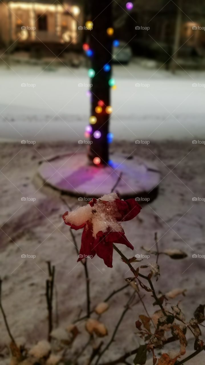 snow and frost on a rose with Christmas lights in distance