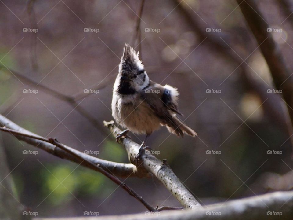 Crested tit in April