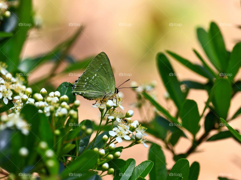 Beautiful and cute butterfly