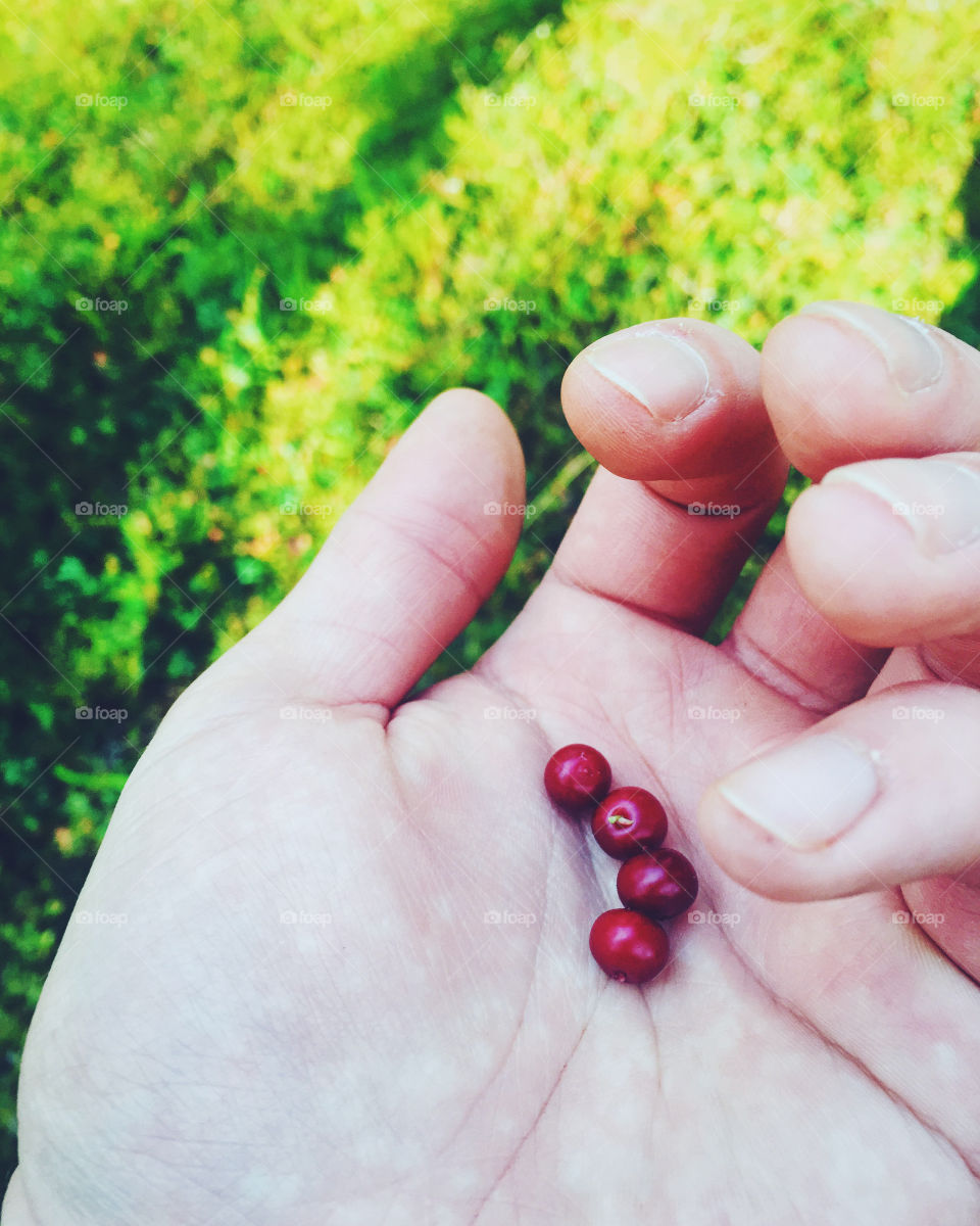 Personal perspective of holding fresh cowberries on a palm with a bright green grass in the background.