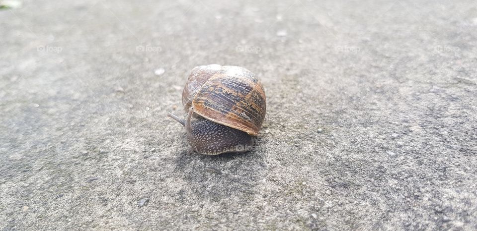close up on snail
