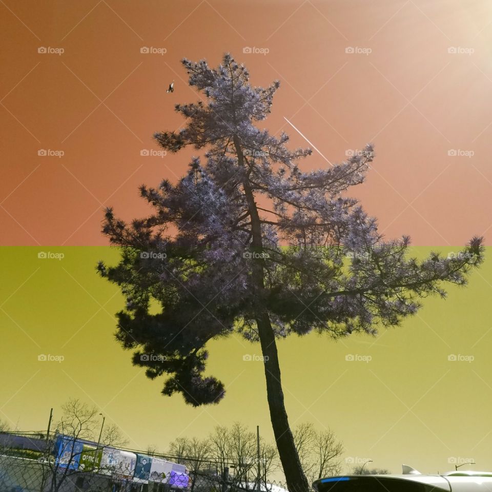 Tree by the side of the Long Island Expressway in Queens NY