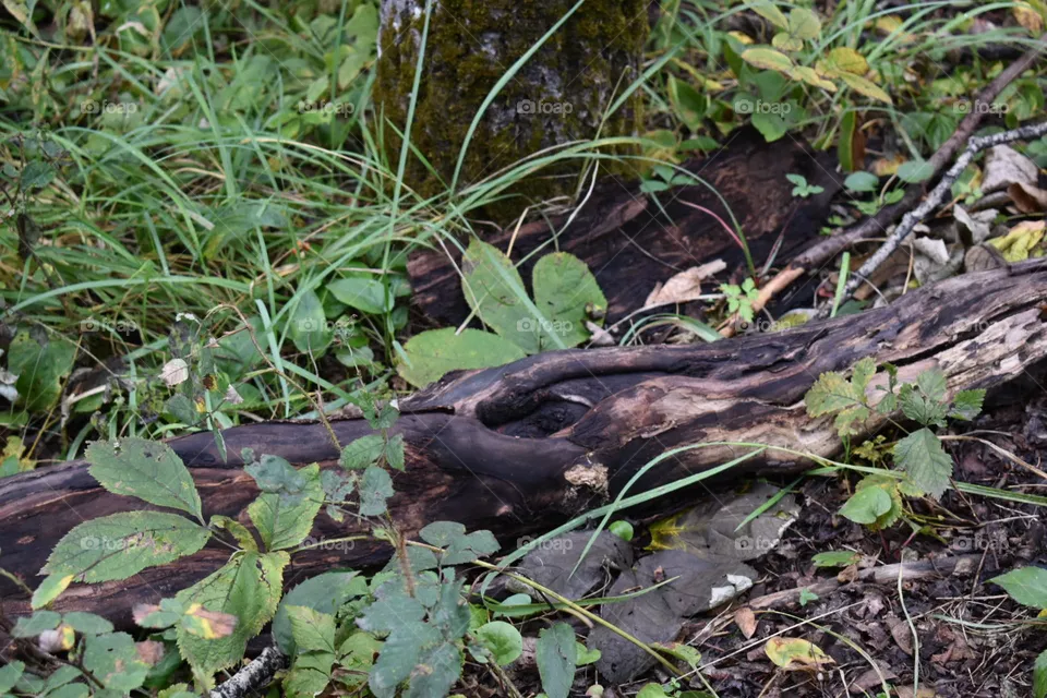 Log on the trail 