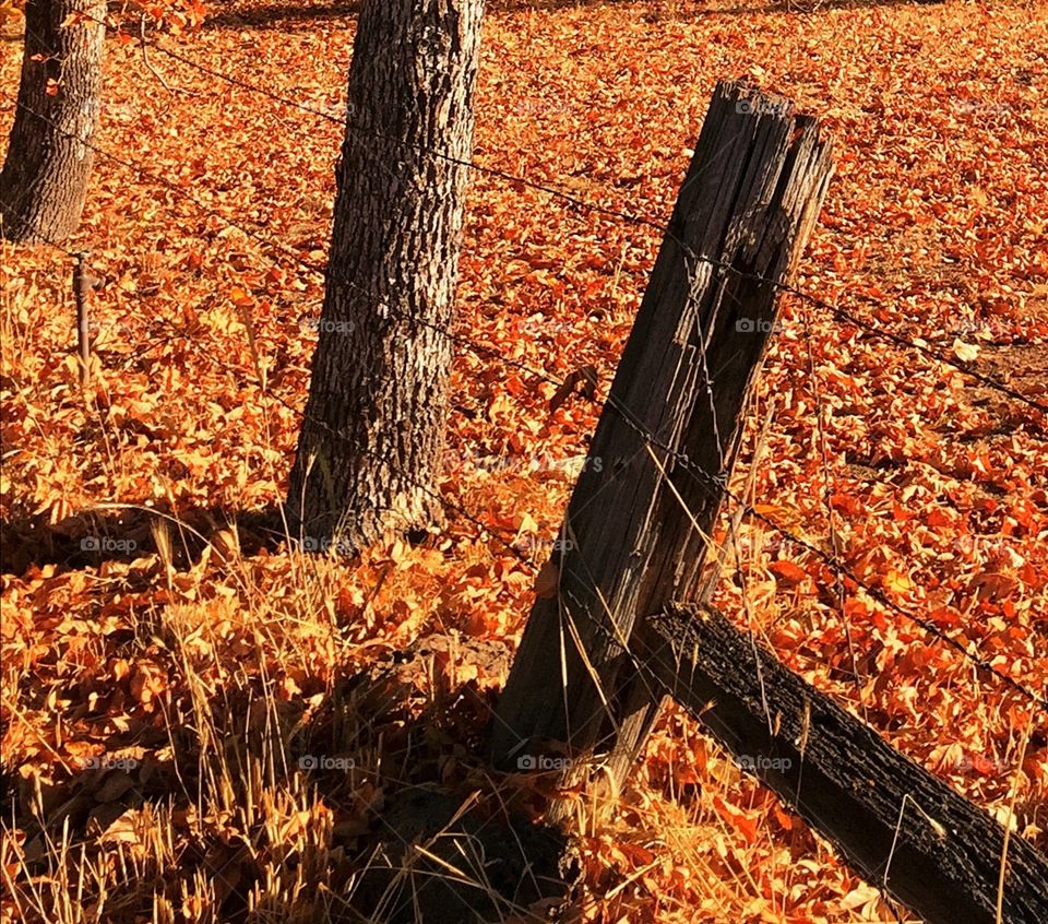 Fenced in gold. Morning light emphasizes the golden beauty of fallen leaves by a fence.  