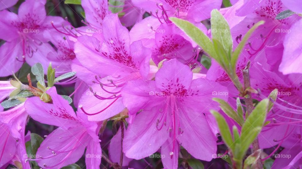 Pink Azaleas