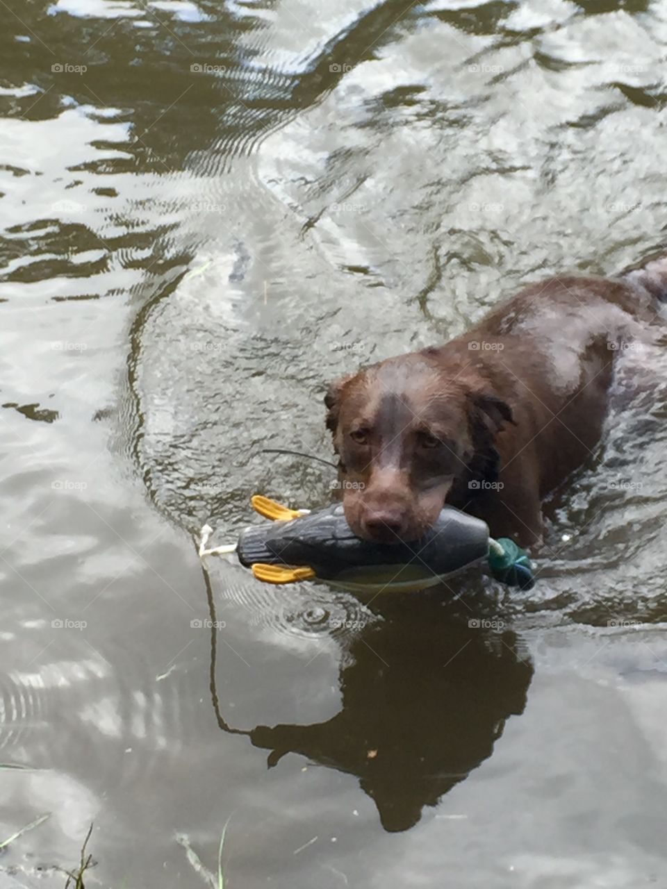 Lab Retriever with duck