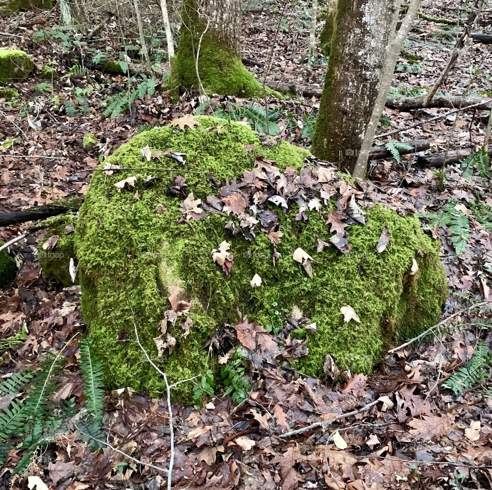 Appalachian Mountain Moss
