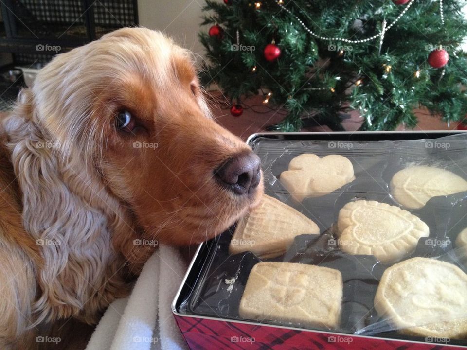 Hungry pup!