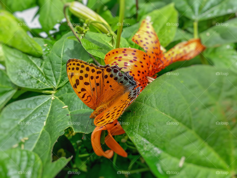 Beautiful butterfly blended into its surrounding