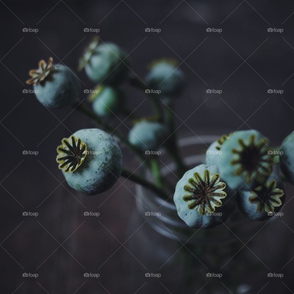 No Person, Blur, Still Life, Flower, Nature