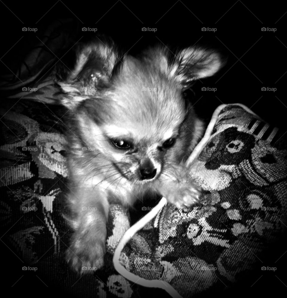 Chihuahua puppy exploring