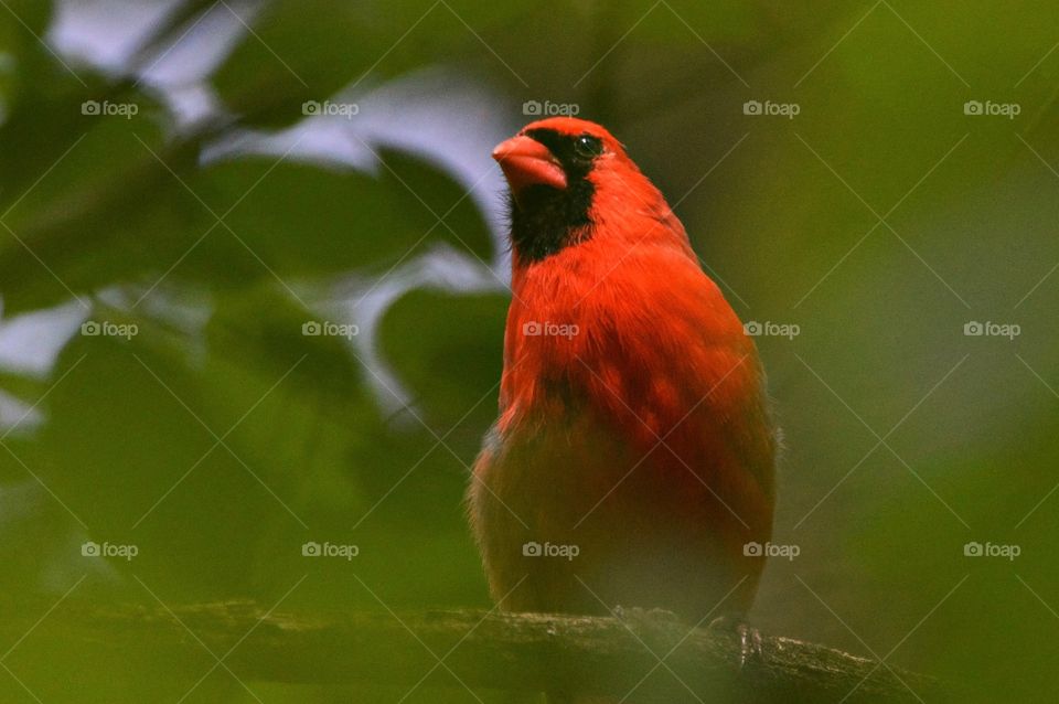 Cardinal