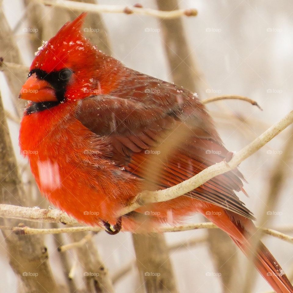 Snow Cardinal