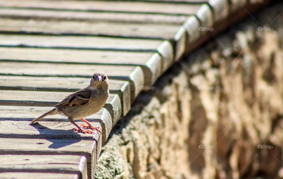 Bird perching on wood