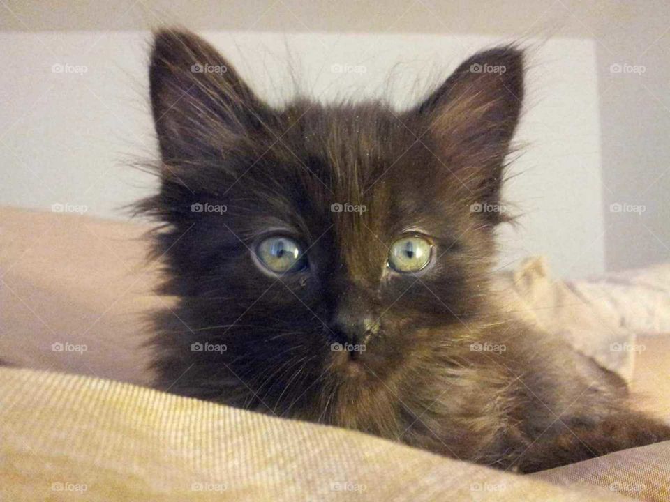 New black fluffy kitten family addition