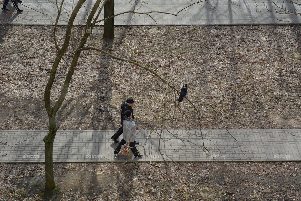 couple walking on a street and bird on a branch tree top view background