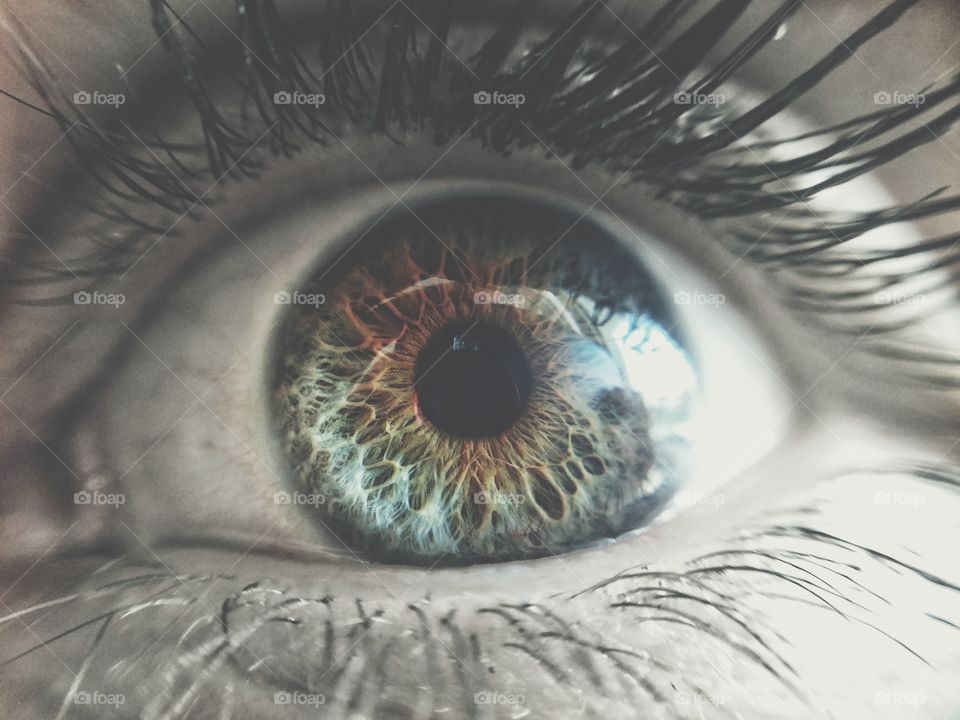 Human eye